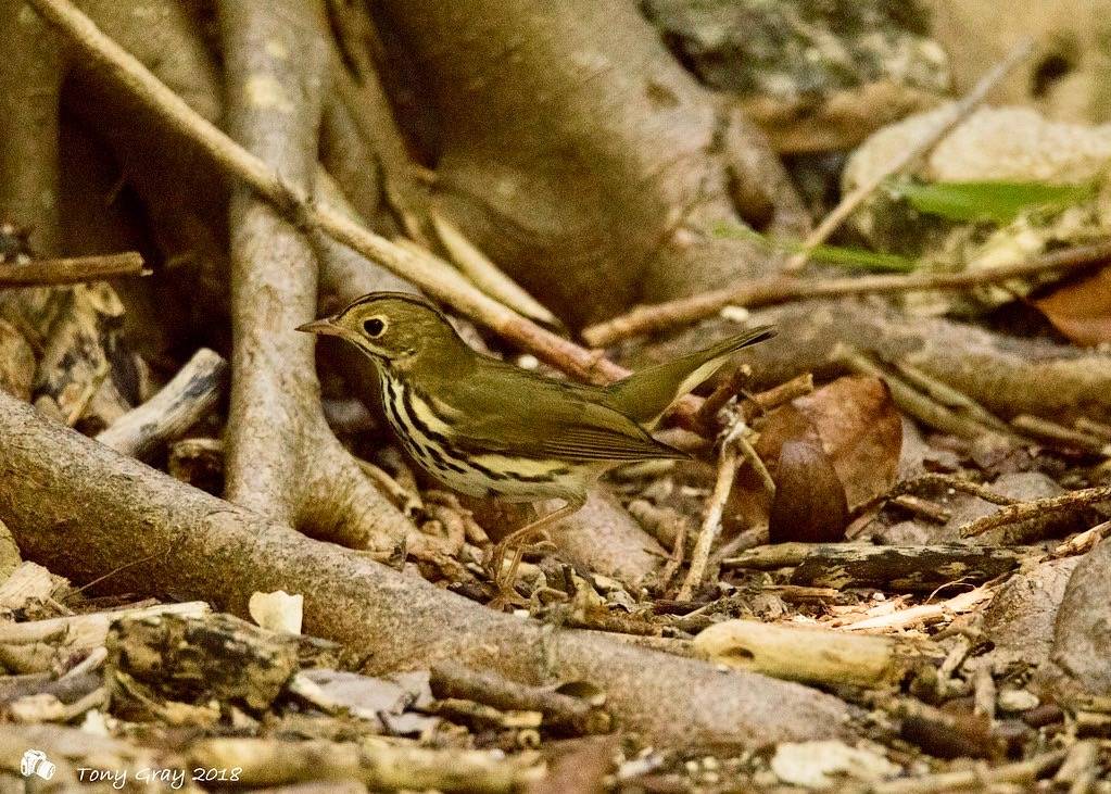 Ovenbird by Tony CC Gray is licensed under CC BY-NC-ND 2.0